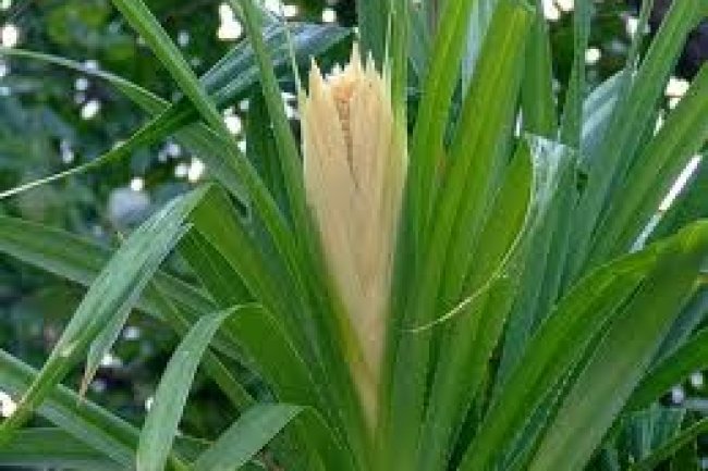 शिव पूजा में क्यों काम में नहीं लेते केतकी के फूल