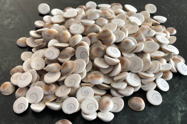 स्वास्थ्य वास्तु और लक्ष्मी कारक हैं गोमती चक्र