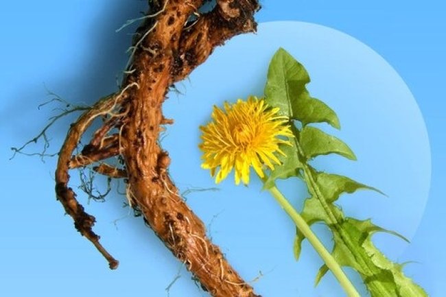 सिंहपर्णी के फायदे और नुकसान