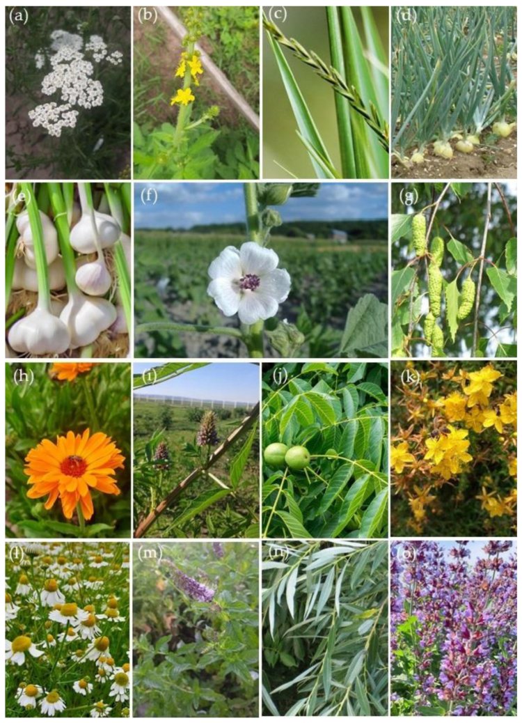 अधपुष्पी का औषधीय गुण